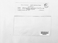 Image of Diatrypella informis